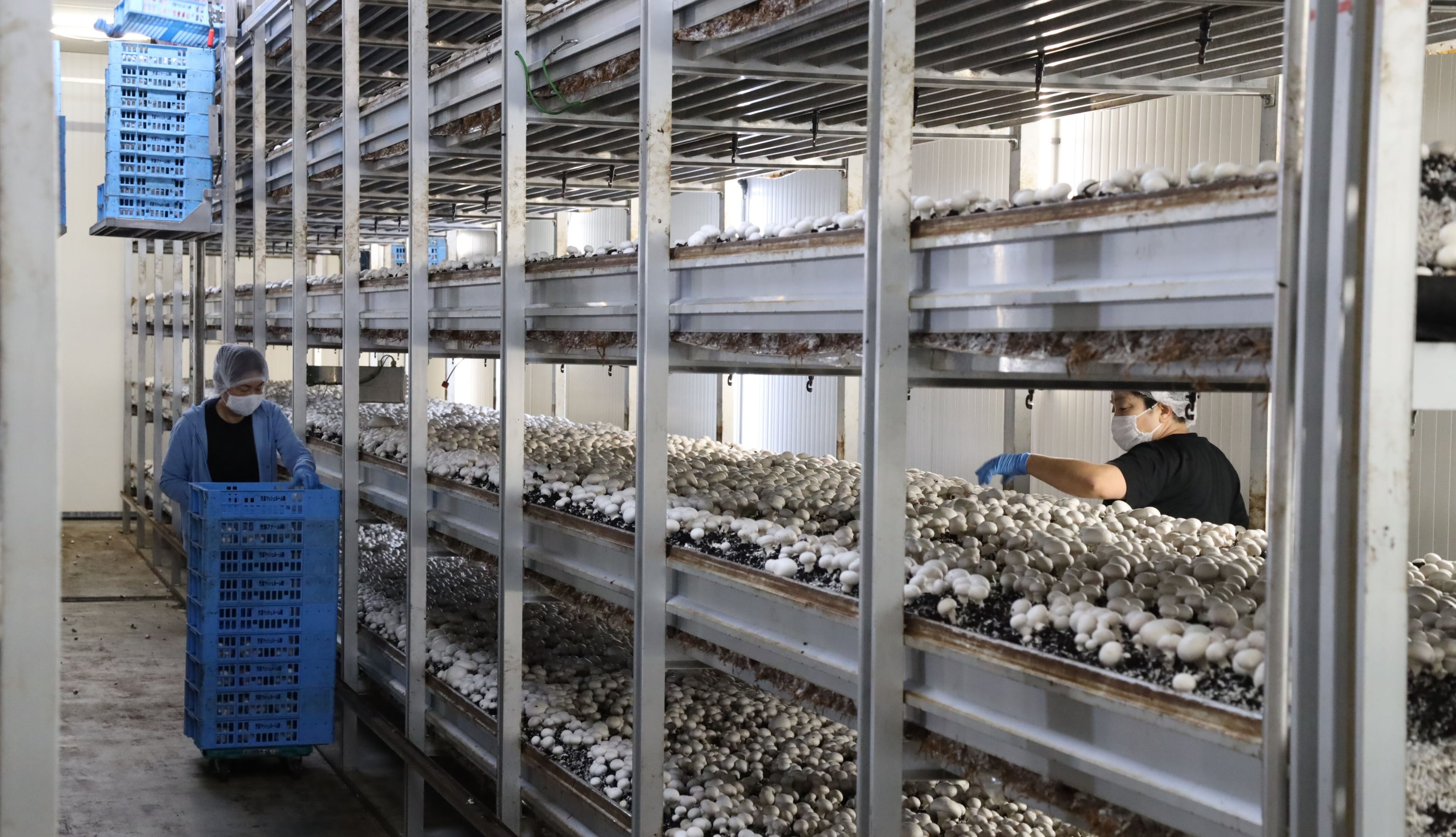 芳源マッシュルーム 株式会社の画像5枚目