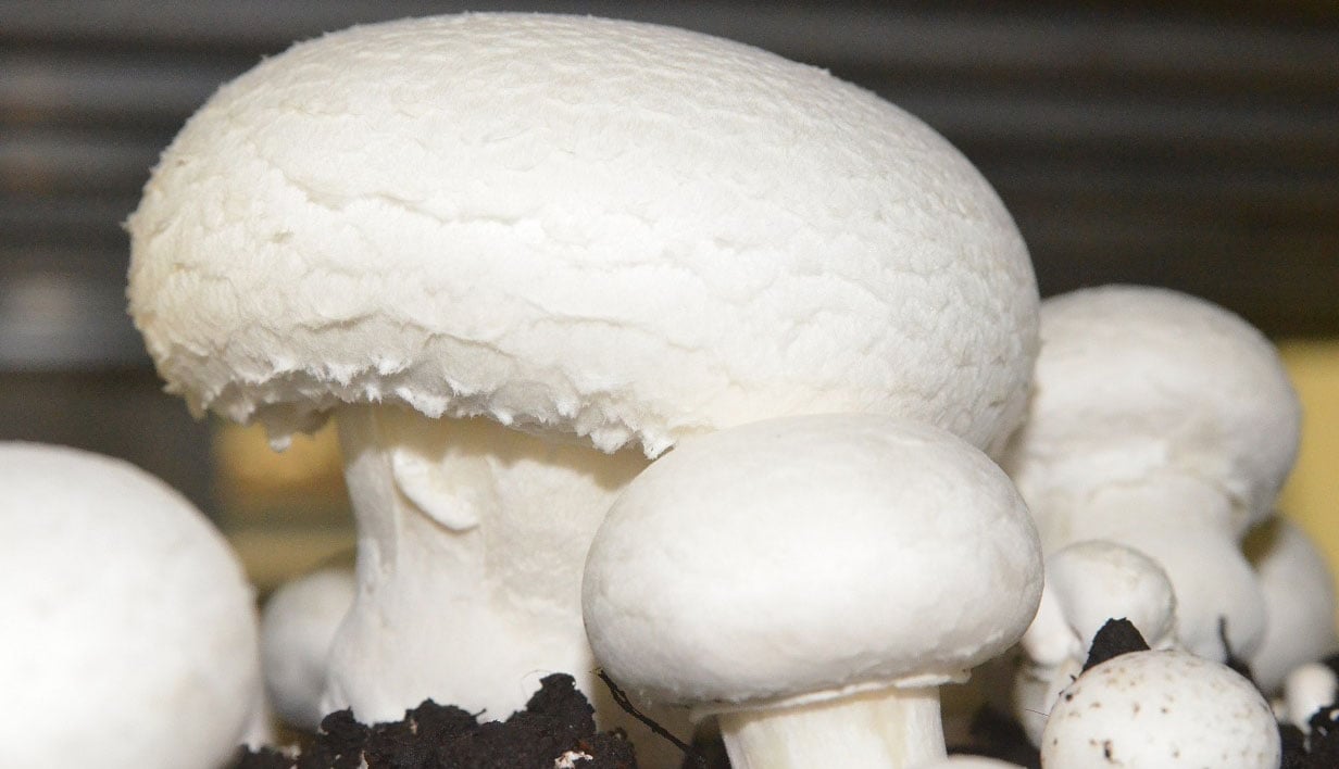 芳源マッシュルーム 株式会社の画像2枚目