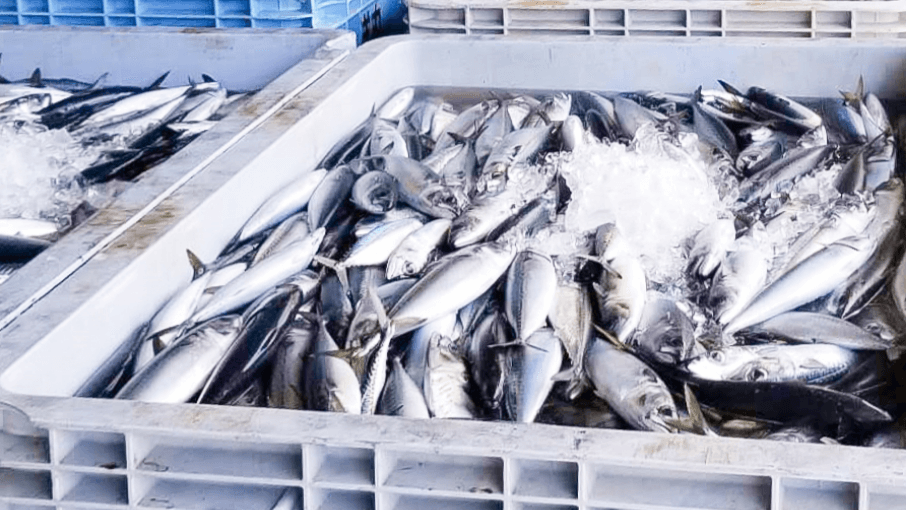 紀州高速運輸株式会社の画像6枚目