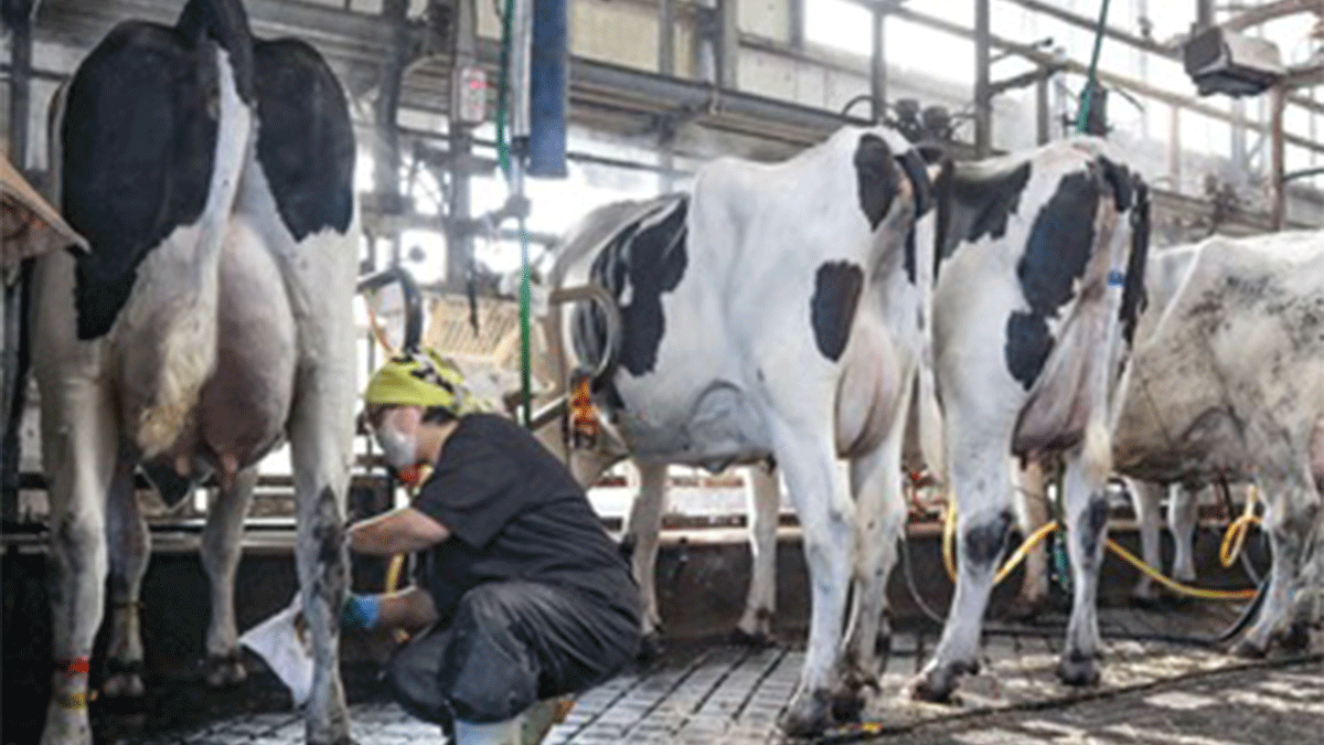 リプロ株式会社の画像11枚目