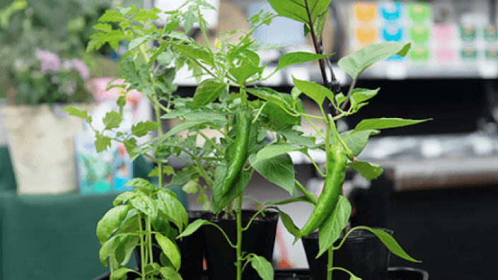 株式会社 山本種苗園の画像2枚目