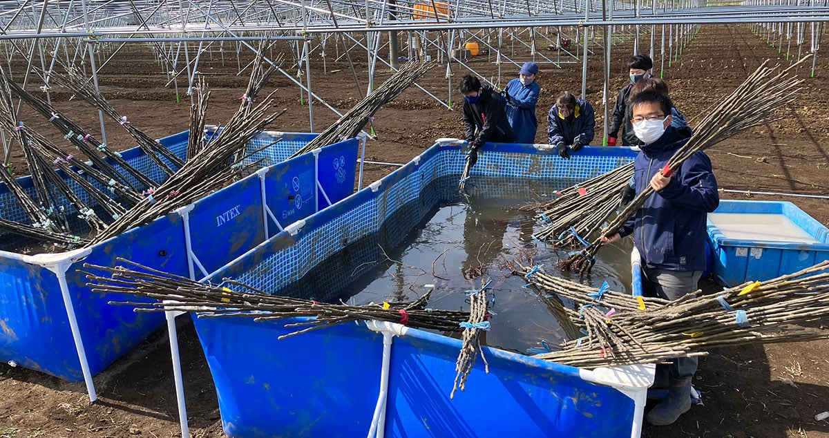 株式会社ファーマインド 茨城農園の画像6枚目